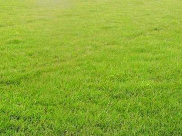 果嶺草與馬尼拉有什么區(qū)別 果嶺草與馬尼拉有什么區(qū)別