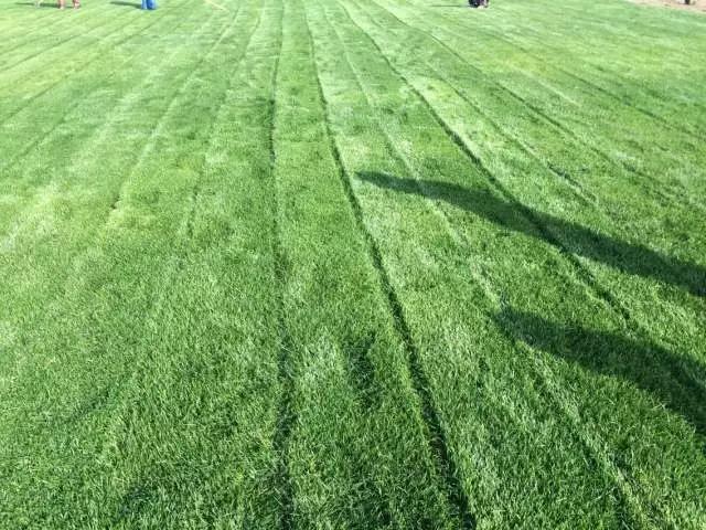 果嶺草冬季追播黑麥草最佳時間什么時候比較合適 果嶺草冬季追播黑麥草最佳時間什么時候比較合適