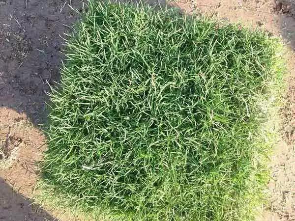 果嶺草草坪種子簡單又實用的種植管理方法 果嶺草草坪種子簡單又實用的種植管理方法