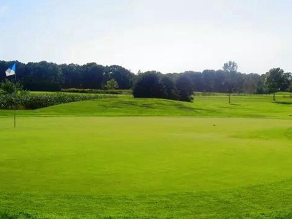 矮生百慕大草坪種子如何種植 矮生百慕大草坪種子如何種植