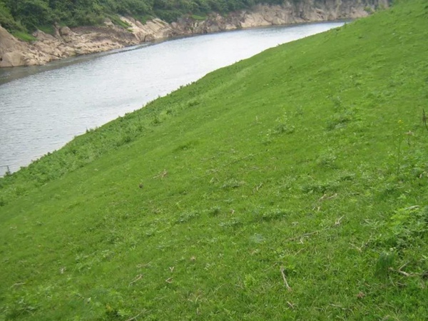 狗牙根種子播種方法以及種植技術(shù) 狗牙根種子播種方法以及種植技術(shù)