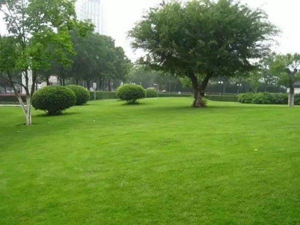 狗牙根草坪建植方法以及播種需要注意的 狗牙根草坪建植方法以及播種需要注意的