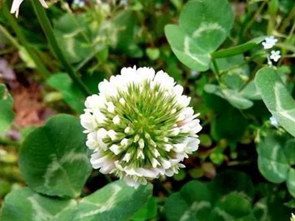 白三葉---綠化和牧草草種中的佼佼者