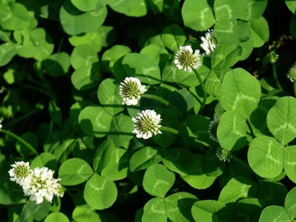 白三葉---綠化和牧草草種中的佼佼者