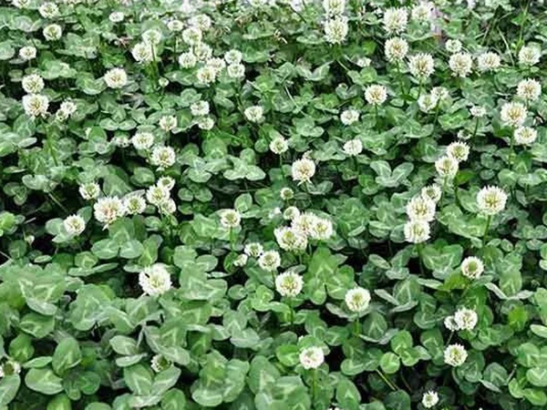 種植白三葉，不但可以綠化環境，而且改善空氣質量