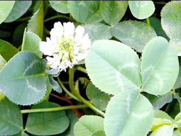 白三葉病蟲防害需要怎么防治方法