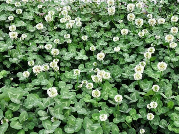 白三葉品種基本詳情,管理方法 白三葉品種基本詳情,管理方法