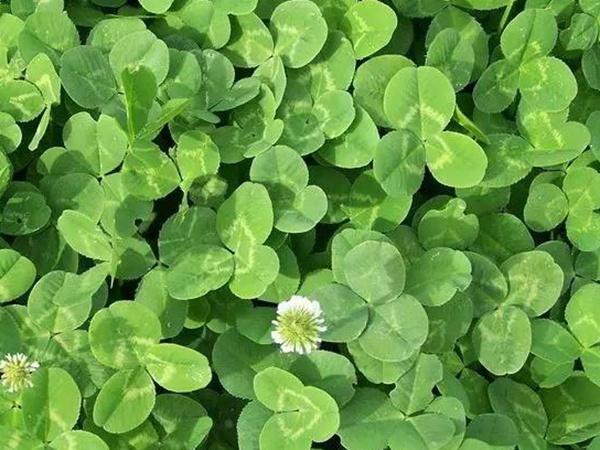 白三葉種植技術(shù)和方法，報(bào)價(jià)哪家靠譜