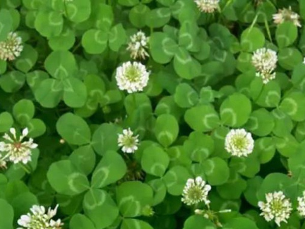 白三葉種植技術(shù)和方法，報(bào)價(jià)哪家靠譜