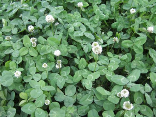 白三葉建植方法和養護管理關鍵的技術