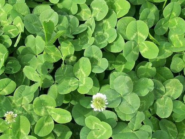 白三葉建植方法和養護管理關鍵的技術