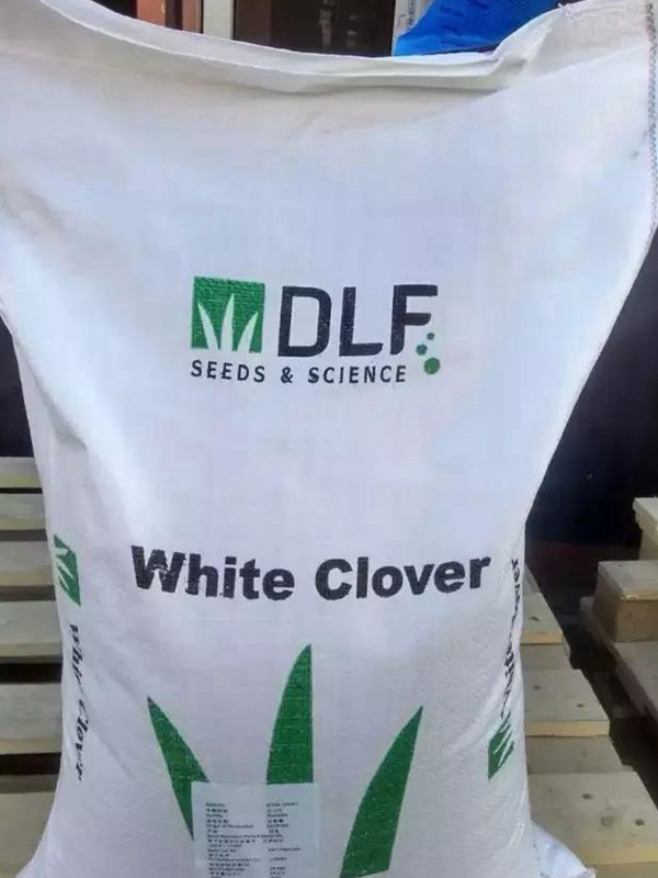 白三葉品種——克朗德