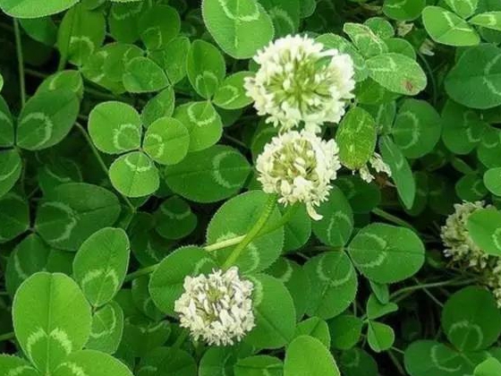 每日推薦白三葉種子—— 克朗德