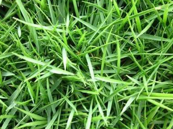 常見(jiàn)的草坪草種種類——日本結(jié)縷草 常見(jiàn)的草坪草種種類——日本結(jié)縷草