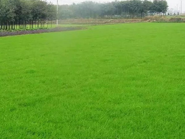 常見(jiàn)的草坪草種種類——日本結(jié)縷草 常見(jiàn)的草坪草種種類——日本結(jié)縷草