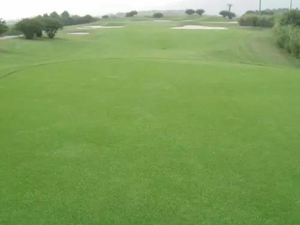 日本結縷草草種的建植技術與管理方法