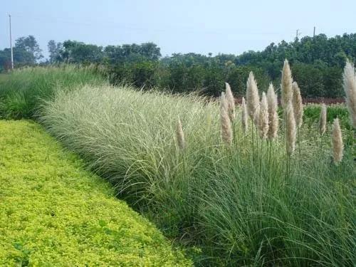 彎葉畫眉草——園林不可缺少的草坪種子 耐旱植物 彎葉畫眉草——園林不可缺少的草坪種子 耐旱植物