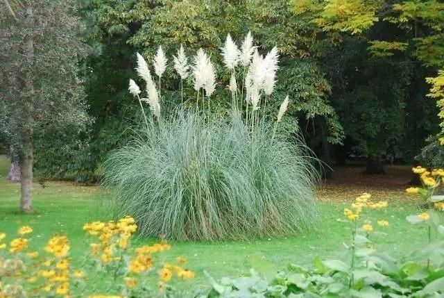彎葉畫眉草——園林不可缺少的草坪種子 耐旱植物 彎葉畫眉草——園林不可缺少的草坪種子 耐旱植物
