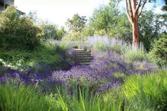 彎葉畫眉草——園林不可缺少的草坪種子 耐旱植物 彎葉畫眉草——園林不可缺少的草坪種子 耐旱植物