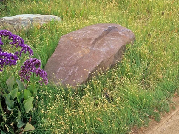 野牛草草坪建植特點以及介紹