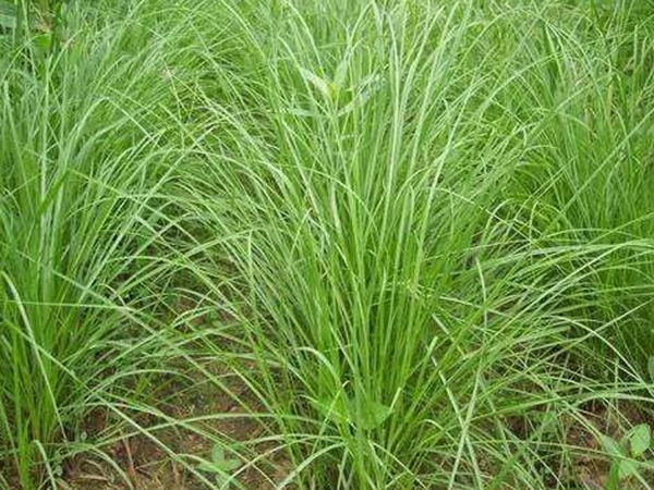 多年生暖季型的草坪種子--百喜草