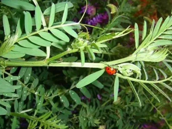 毛苕子種子的品種介紹以及特點(diǎn) 毛苕子種子的品種介紹以及特點(diǎn)