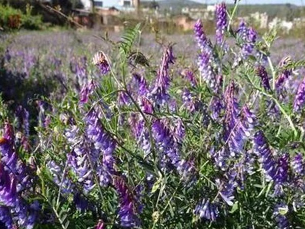 毛苕子的種植方法以及管理技術 毛苕子的種植方法以及管理技術