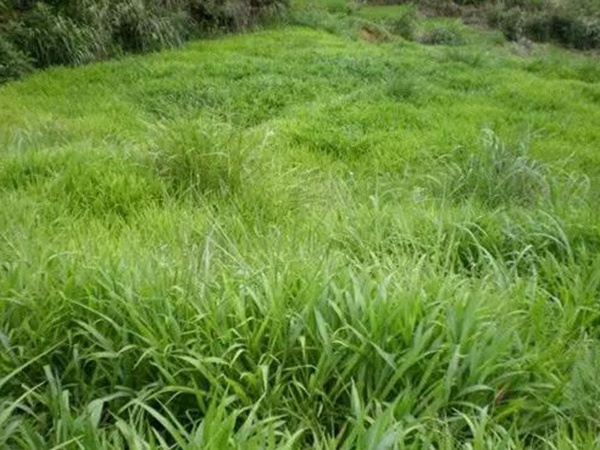 南方暖季型草坪種子——寬葉雀稗 南方暖季型草坪種子——寬葉雀稗