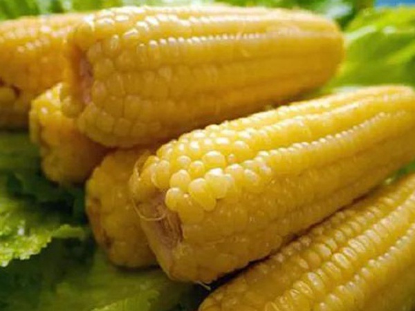 優良高產牧草種子墨西哥玉米栽培技術 優良高產牧草種子墨西哥玉米栽培技術