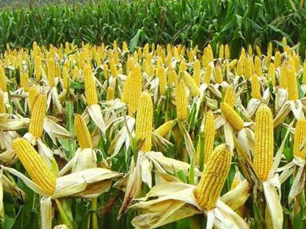 優良高產牧草種子墨西哥玉米栽培技術 優良高產牧草種子墨西哥玉米栽培技術