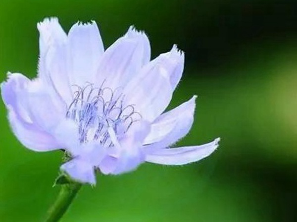 【菊苣】菊苣的播種方法與養(yǎng)護技術(shù) 【菊苣】菊苣的播種方法與養(yǎng)護技術(shù)