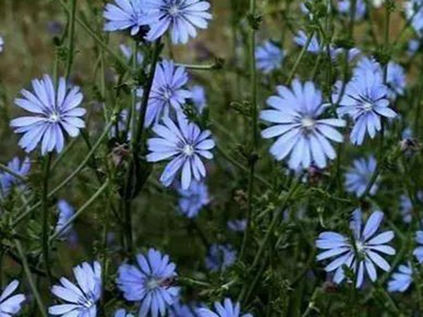 【菊苣】菊苣的播種方法與養(yǎng)護技術(shù) 【菊苣】菊苣的播種方法與養(yǎng)護技術(shù)