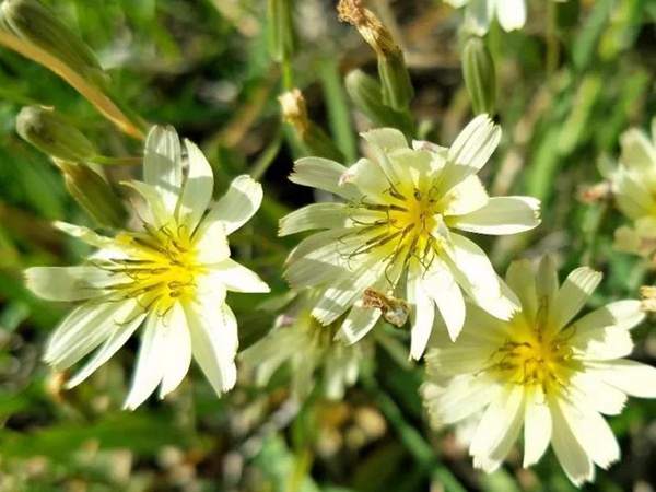 山野花系列------苦荬菜牧草種子