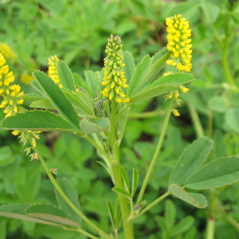 牧草種子——草木樨栽培技術(shù)