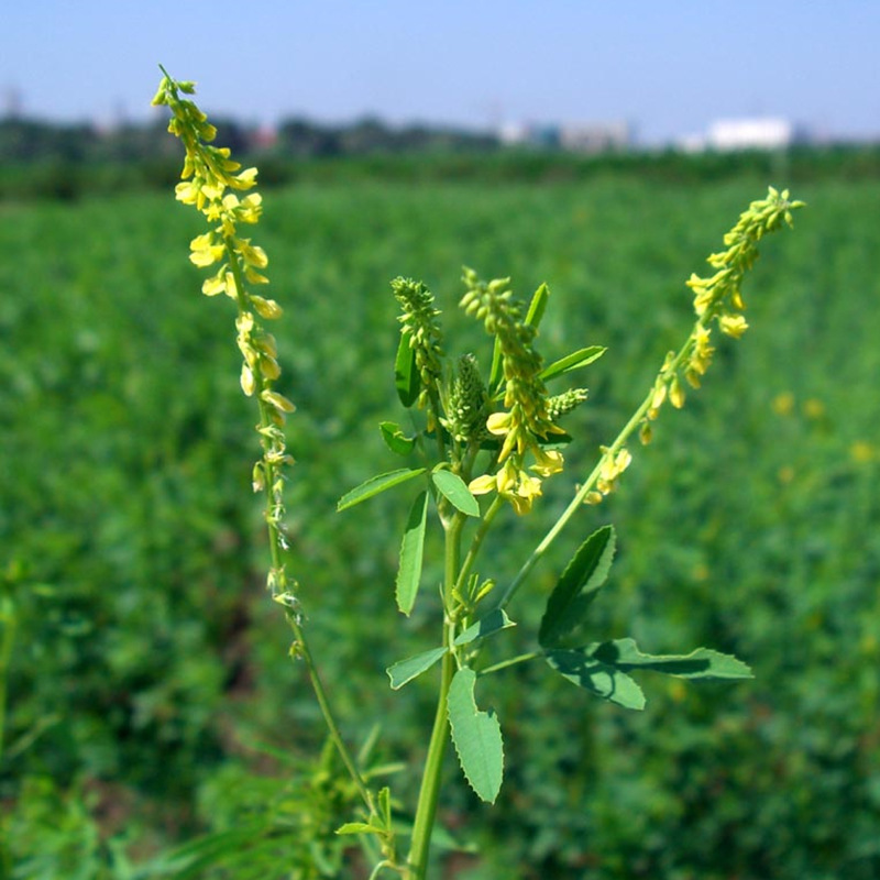 牧草種子——草木樨栽培技術(shù)