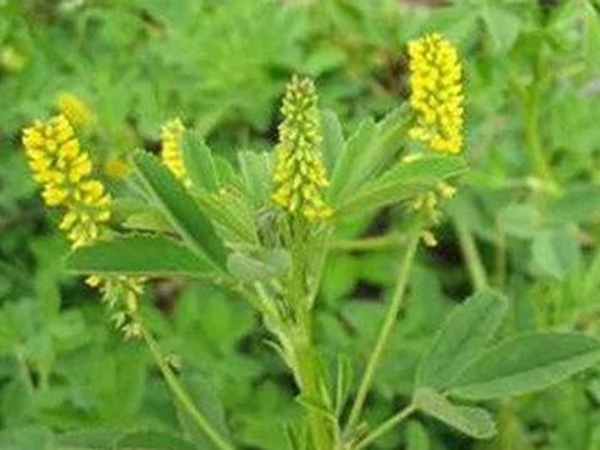 優質牧草種子——草木樨 優質牧草種子——草木樨