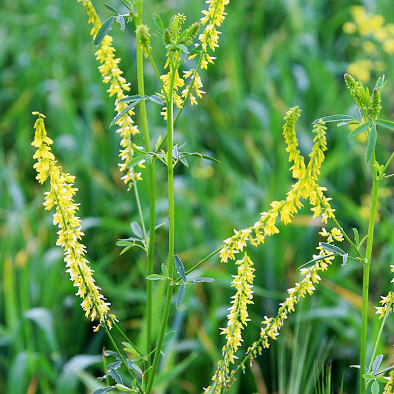 草木樨的種植技術及栽培方法 草木樨的種植技術及栽培方法