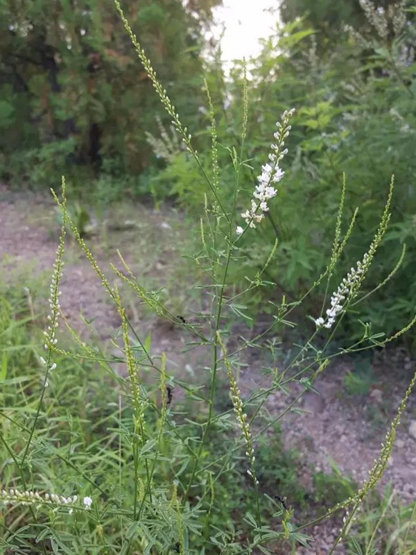 每日一種植——草木樨（狀黃耆）