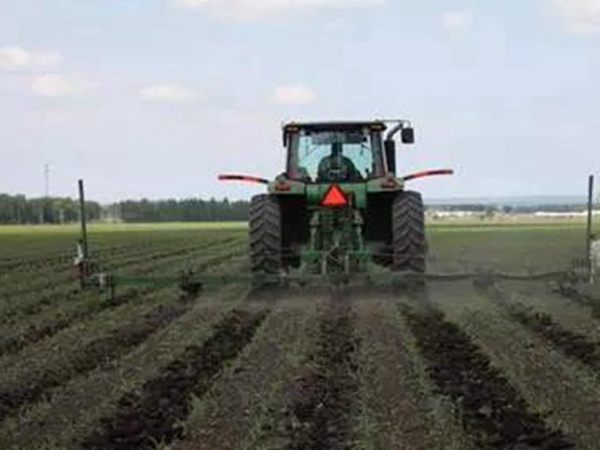 甜高粱的田間管理方法和收割利用技術