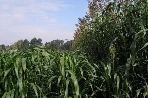 甜高粱喂牛的方法？注意方法是什么！