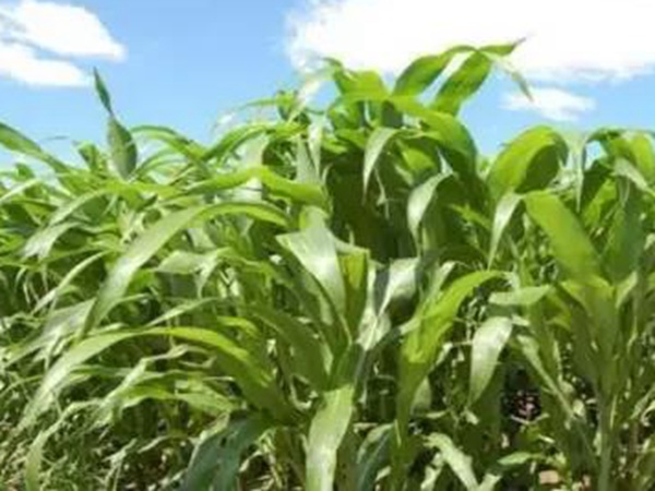 甜高粱栽培技術與管理方法