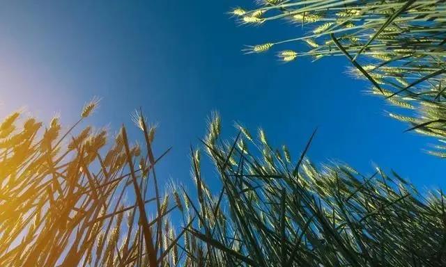 啤飼大麥病蟲害，防治研究方法有哪些，這里有幾個方法