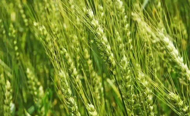 啤飼大麥病蟲害，防治研究方法有哪些，這里有幾個方法