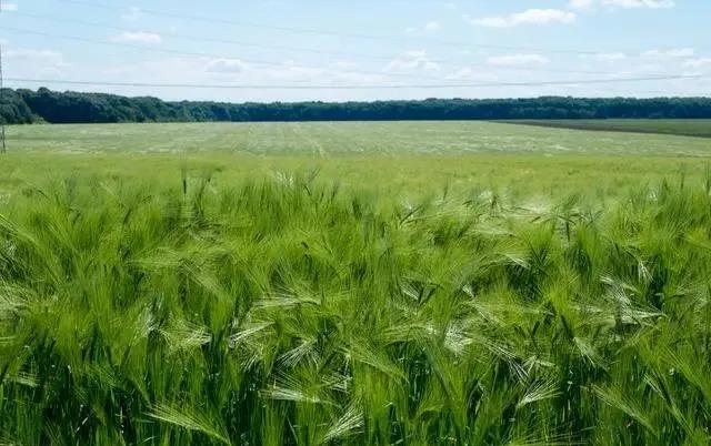 啤飼大麥病蟲害，防治研究方法有哪些，這里有幾個方法