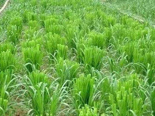 種植皇竹草養牛劃算嗎，一頭牛吃多少斤皇竹草