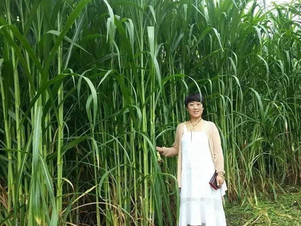 種植皇竹草牧草養牛，一畝地牧草可以養殖多少牛？