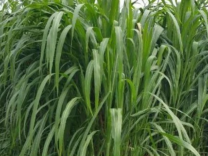 新型皇竹草牧草兩種發酵方法——發酵生物飼料與青貯飼料 新型皇竹草牧草兩種發酵方法——發酵生物飼料與青貯飼料