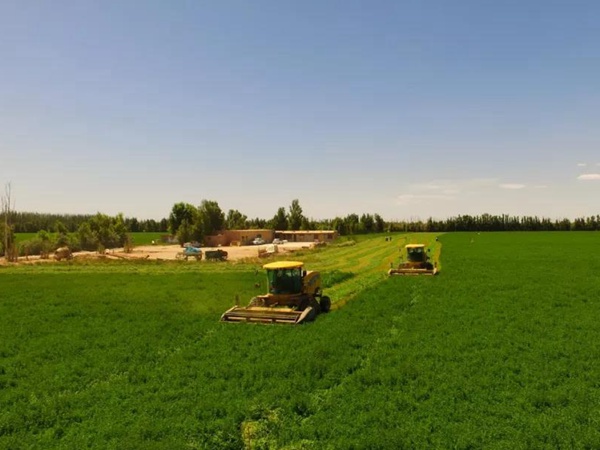 高品質(zhì)牧草品種——紫花苜蓿(耐鹽之星) 高品質(zhì)牧草品種——紫花苜蓿(耐鹽之星)