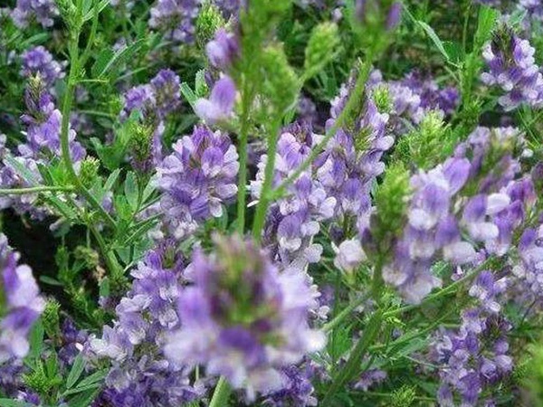 紫花苜蓿產地和栽培以及植物介紹 紫花苜蓿產地和栽培以及植物介紹