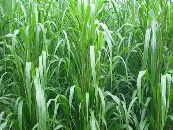 蘇丹草介紹以及主要價(jià)值,生長(zhǎng)速度 蘇丹草介紹以及主要價(jià)值,生長(zhǎng)速度